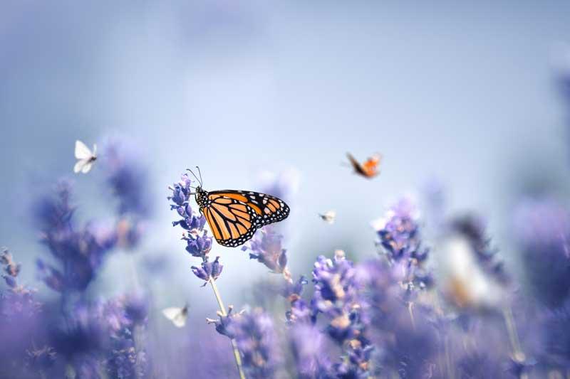 Natur och blomdofter